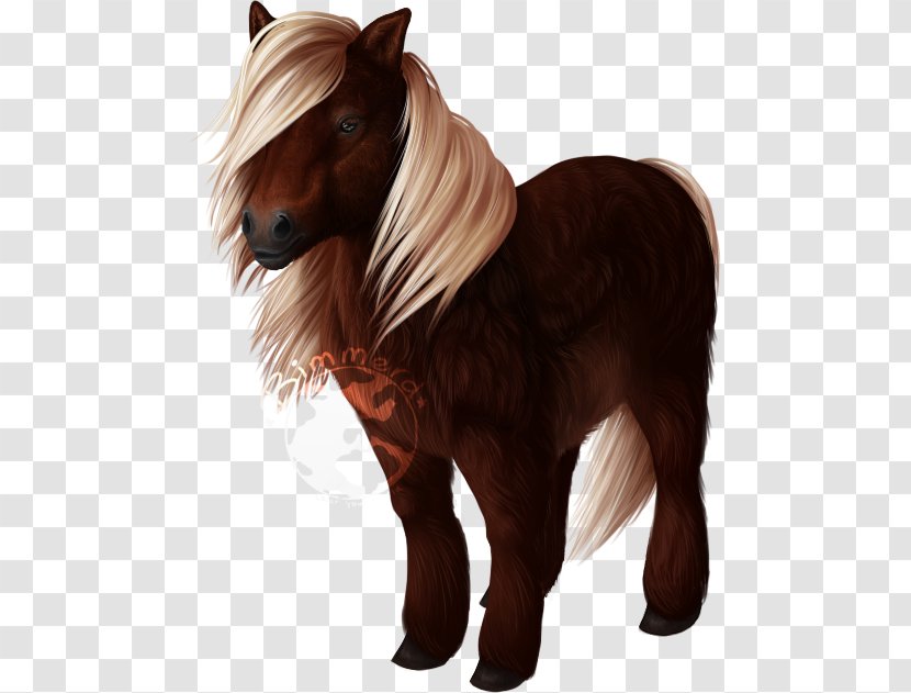 Shetland Pony Mane Mustang Howrse - Halter Transparent PNG