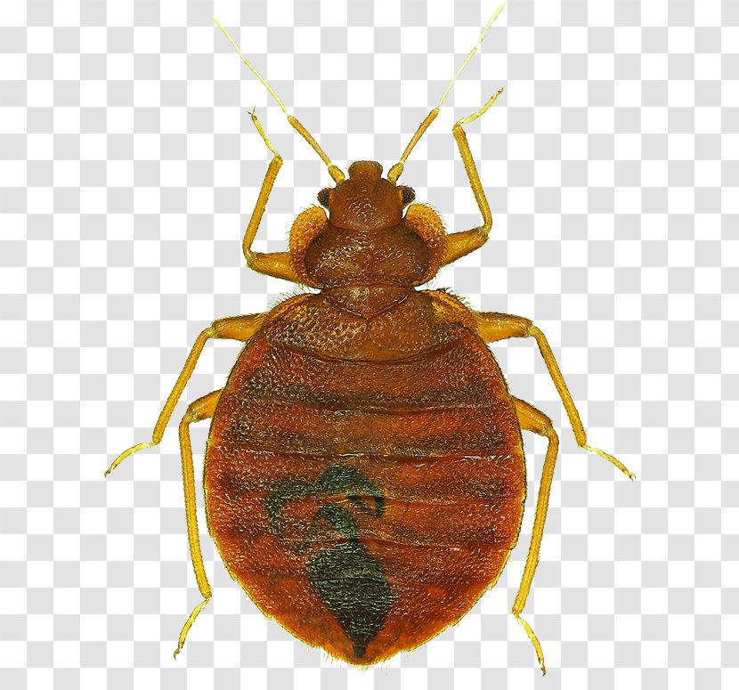 Lakewood Exterminating Bed Bug Control Techniques Pest Cockroach - Termite Transparent PNG