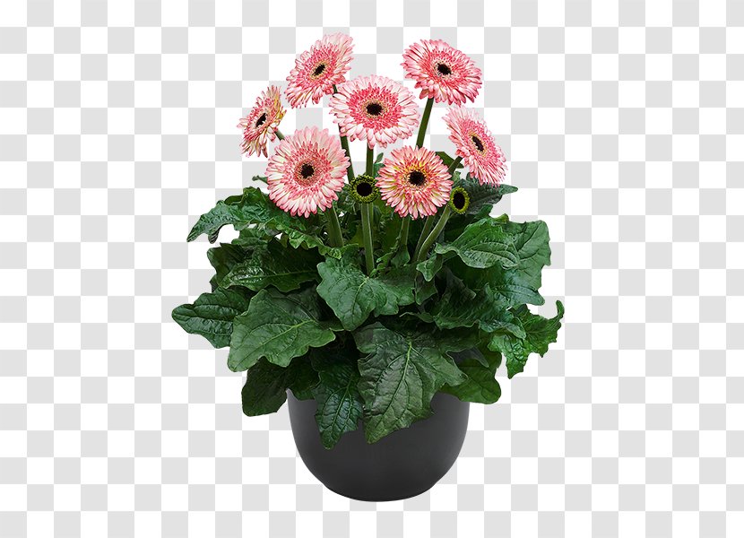 Floristry Cut Flowers Plant Gerbera Jamesonii - Flowerpot Transparent PNG