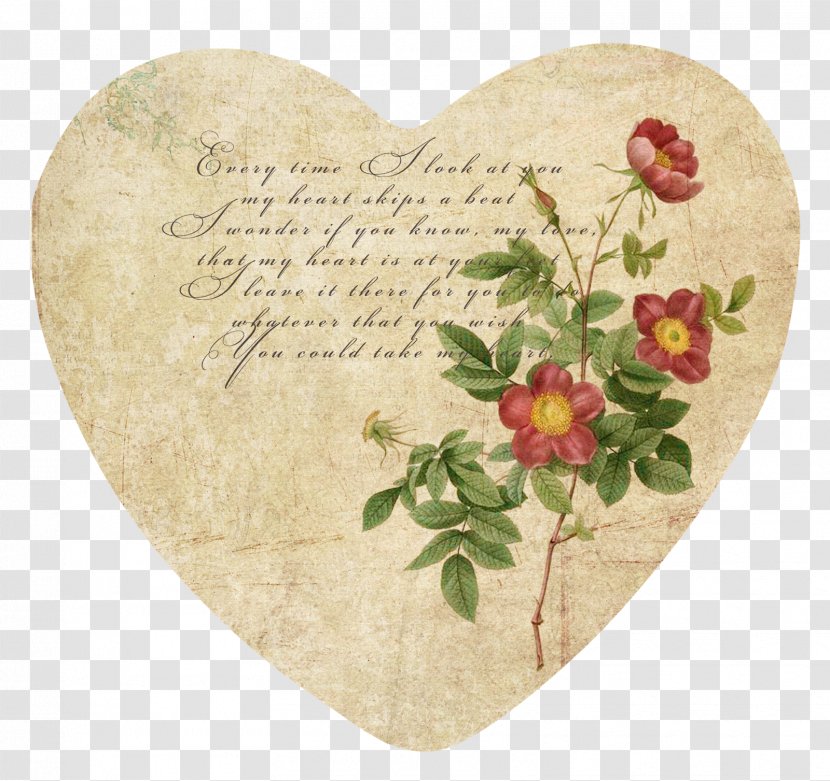Rose Book Botanical Illustration - Flower Transparent PNG