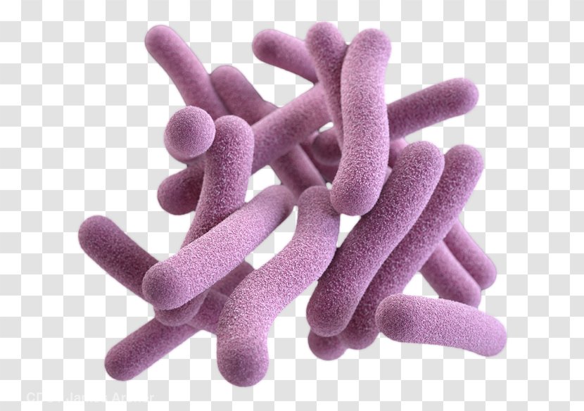 Pathogenic Bacteria Gram-positive Fungus Mycobacterium Tuberculosis - Organism Transparent PNG