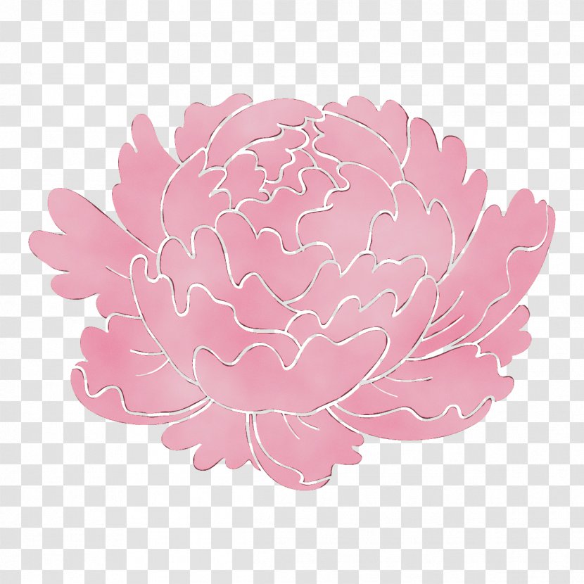 Pink Flower Petal Plant Peony - Chinese Protea Family Transparent PNG