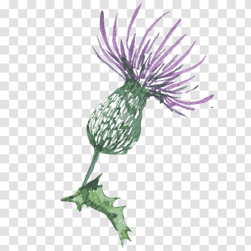 Silybum Thistle Image Clip Art - Plant Stem - Artichoke Watercolor Transparent PNG
