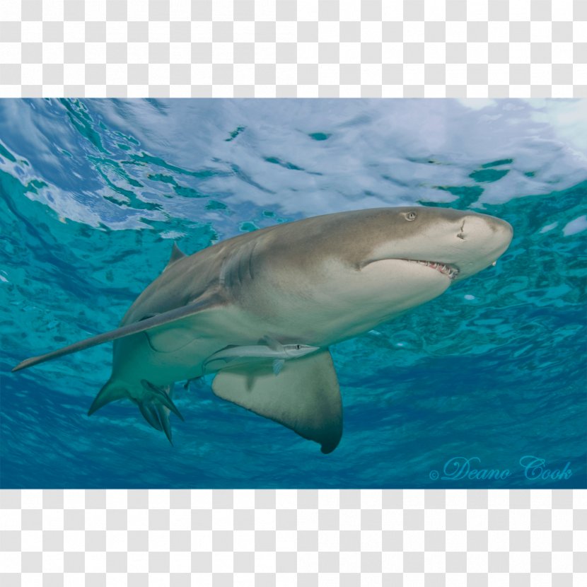 Great White Shark Tiger Lemon Remora - Fauna Transparent PNG