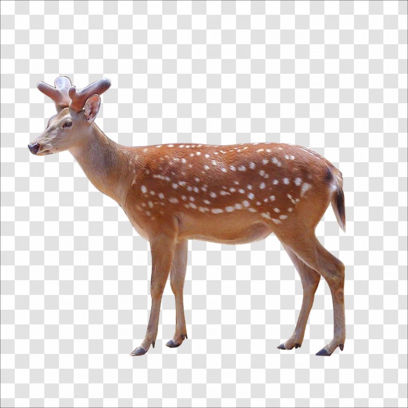 Sika Deer Animal Clip Art - White Tailed Transparent PNG