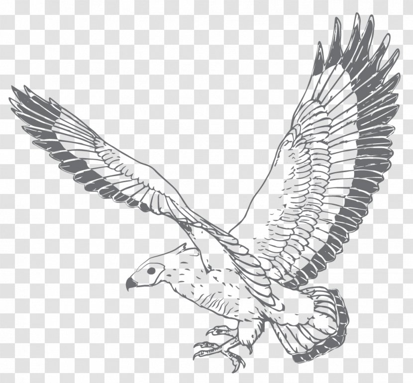 Bald Eagle Hawk Gin Vulture Distillation - Coloring Book - Backward Banner Transparent PNG