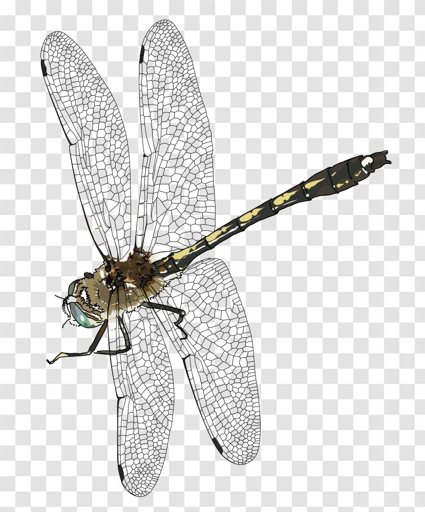 Dragonfly Clip Art - Dragonflies And Damseflies Transparent PNG
