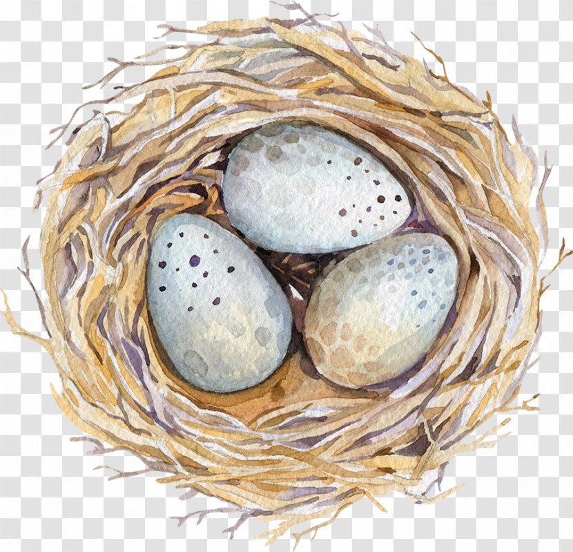 Watercolor Painting Drawing Stock Photography Illustration - Nest Transparent PNG