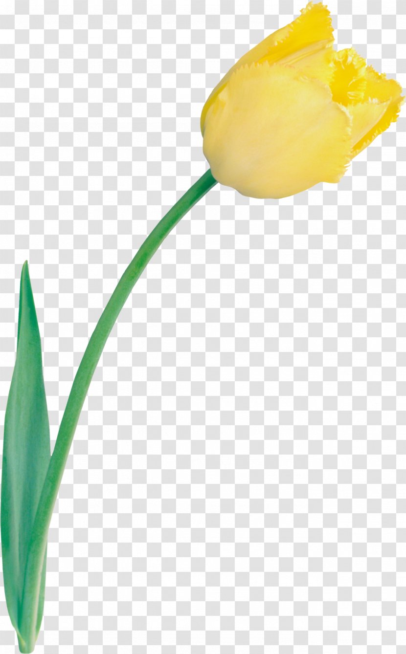 Tulip Cut Flowers Yellow Clip Art Transparent PNG