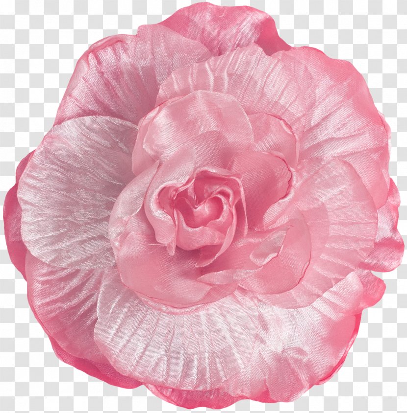 Garden Roses Cabbage Rose Cut Flowers Peony Petal Transparent PNG