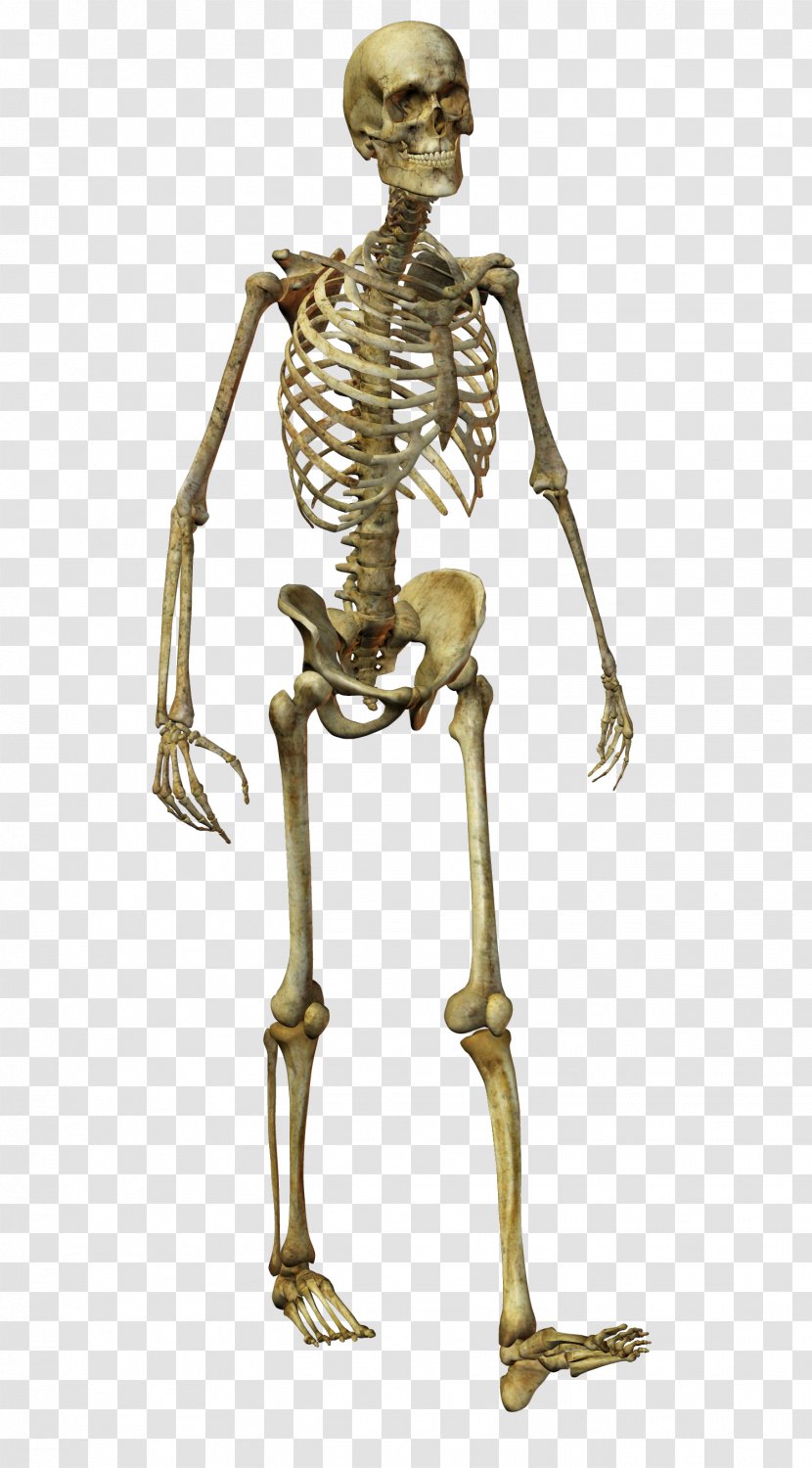 Human Skeleton Homo Sapiens Bone - Organism - Horror Skull Transparent PNG
