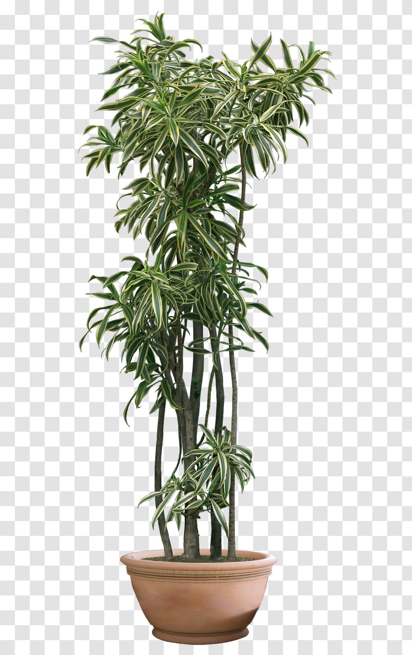 Houseplant Fiddle-leaf Fig - Evergreen - Plant Clipart Transparent PNG