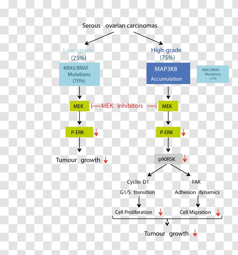 Reactive Oxygen Species Oxidative Stress Ovarian Cancer - Diagram - Lymph Transparent PNG