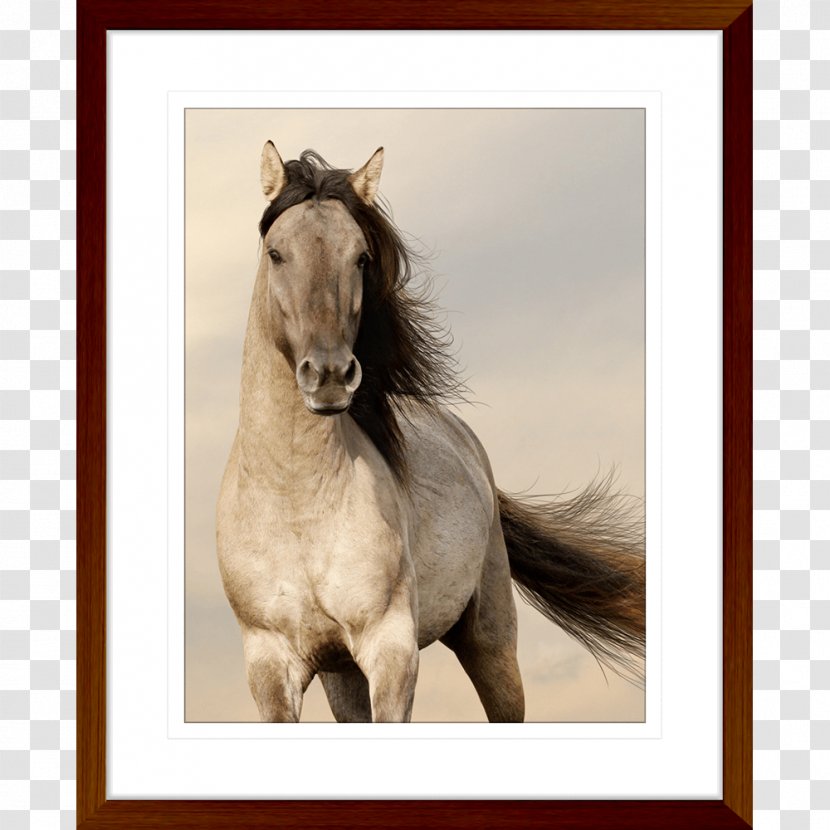 Desktop Wallpaper Arabian Horse Horses Free Live HD Mobile Phones Android - Tack Transparent PNG