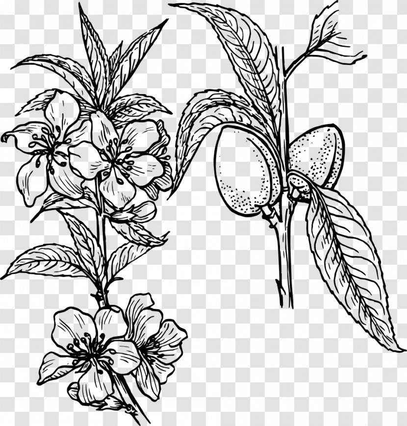 Drawing Line Art Plant Clip - Flower - Almond Transparent PNG