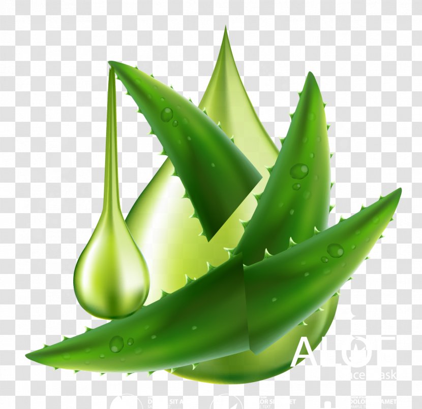 Aloe Vera Plant - Vector Material Transparent PNG