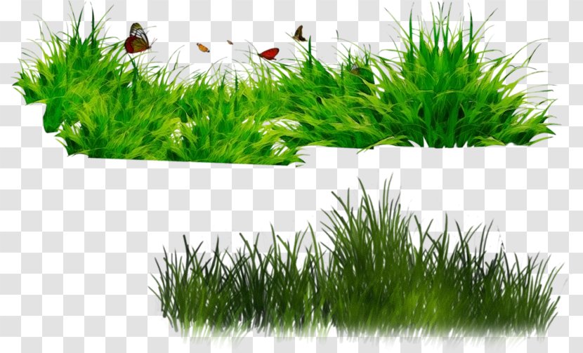 Green Grass Background - Aquatic Plant Hornwort Transparent PNG