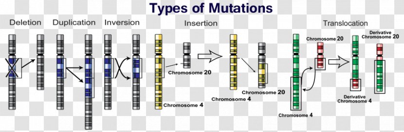 Point Mutation Genetics DNA - Dna - Mutant Transparent PNG