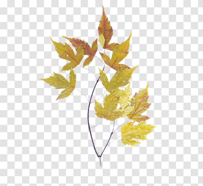 Earth Animation - Day - Maple Leaf Plane Transparent PNG
