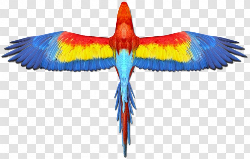 Scarlet Macaw Parrot Bird Wing Transparent PNG