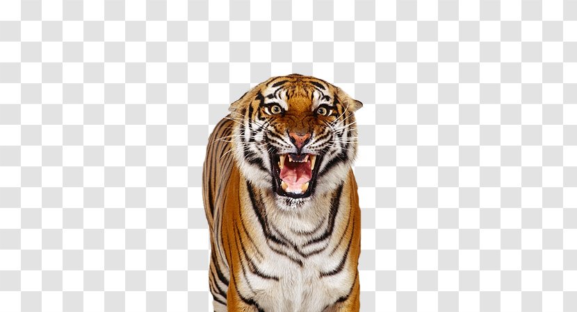 Bengal Tiger White Over The Shoulder Shot - Whiskers Transparent PNG