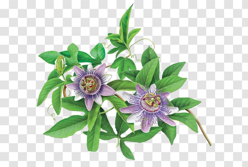 Green Tea Organic Food Flowering Purple Passionflower - Flower - Passion Transparent PNG