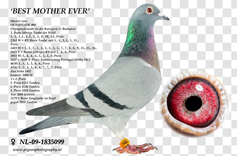 Columbidae Homing Pigeon Rock Dove Racing Keeping - Organism Transparent PNG