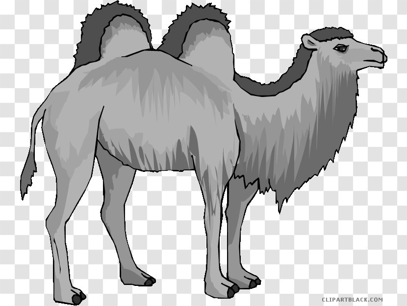 Clip Art Bactrian Camel Image Desert Free Content - Mane Transparent PNG