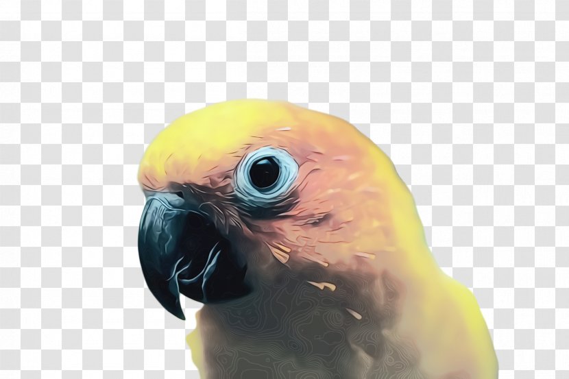Colorful Background - Budgie - Wing Transparent PNG
