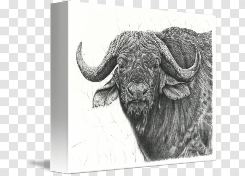 Drawing Water Buffalo Line Art Sketch - Pencil - Cape Transparent PNG