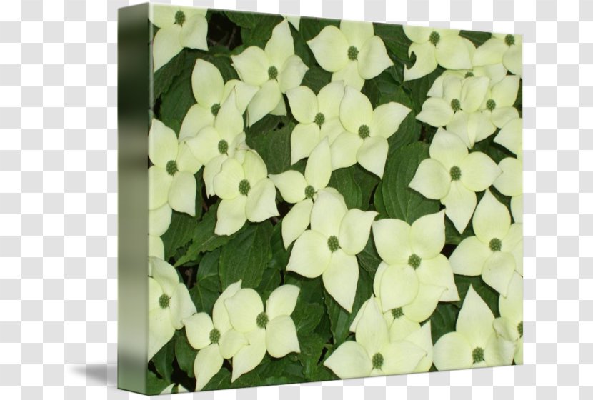 Petal Floral Design Leaf Transparent PNG