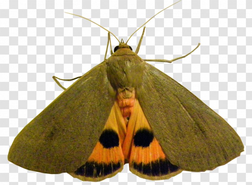 Nymphalidae Hofmannophila Pseudospretella Bombycidae Butterfly Pieridae - Lycaenidae - Moth Transparent PNG