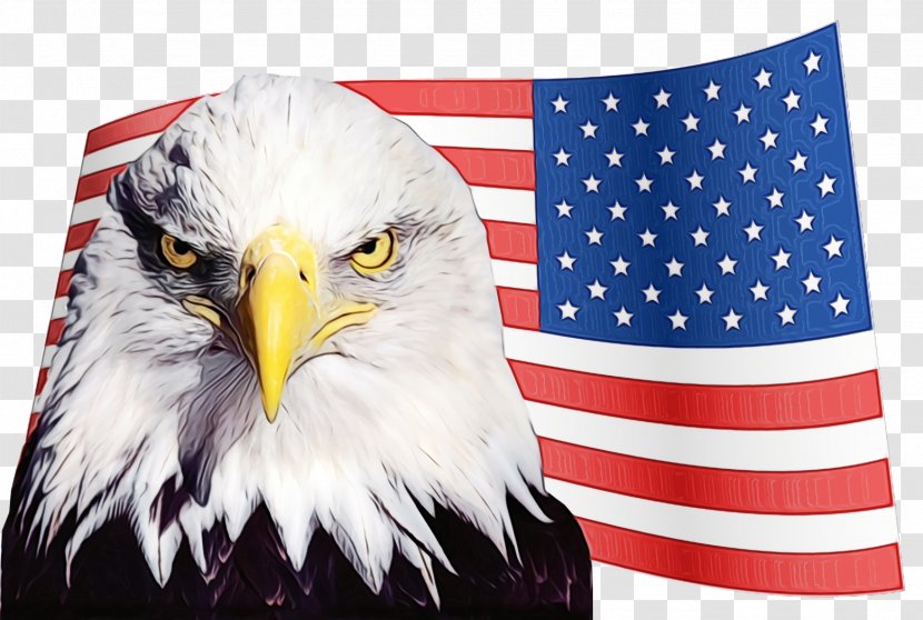 Veterans Day Usa Flag - Of The United States - Falconiformes Transparent PNG