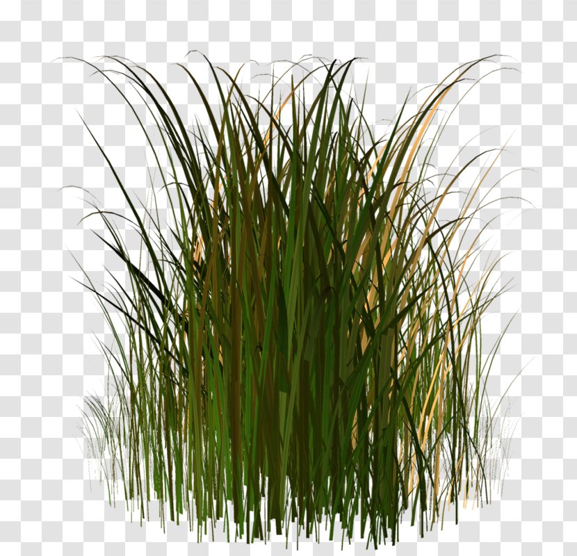 Plant Stem Straw Lawn - 2017 - Chrysopogon Zizanioides Transparent PNG