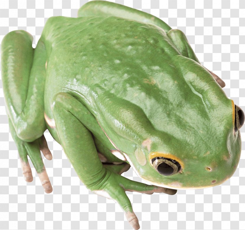 Frog - Tree - Green Image Transparent PNG