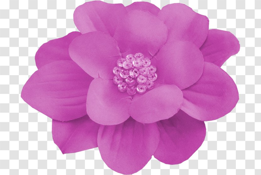Dahlia Cut Flowers Pink M Rose Family - Flower Transparent PNG