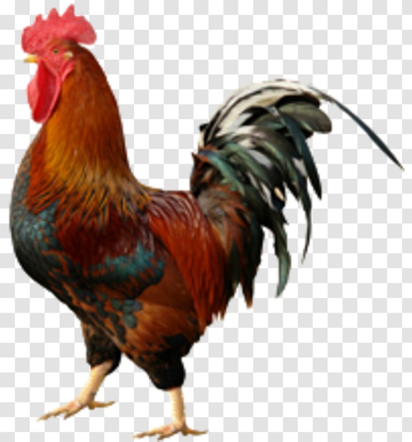 Rooster Chicken Wall Decal Cockfight - Beak Transparent PNG