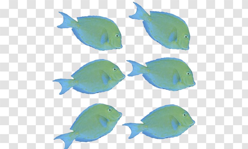 Marine Biology Mammal Coral Reef Fish Fauna - Fin - 2d Transparent PNG