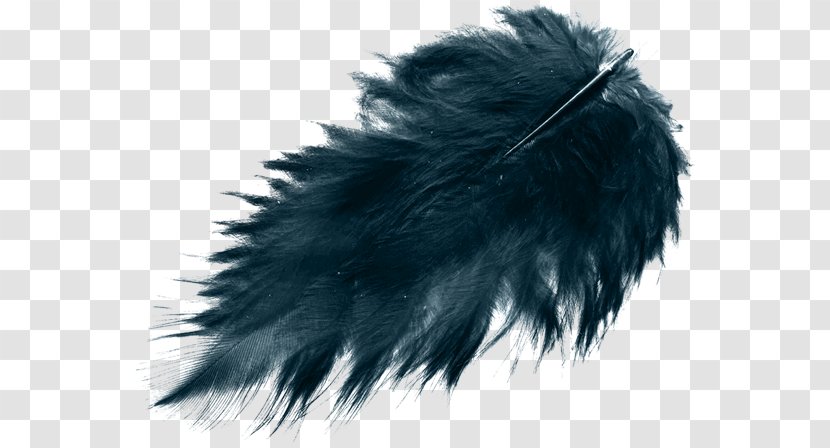 Feather Bird Black Color - Fur Transparent PNG