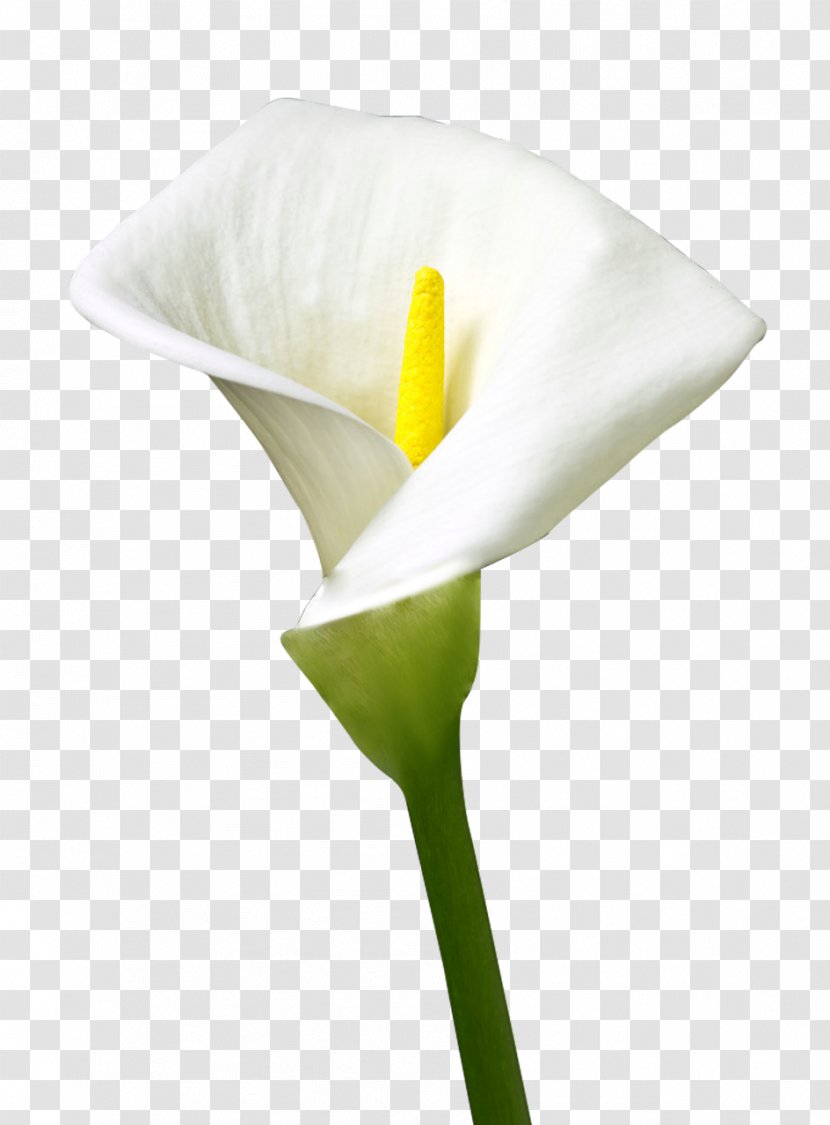 Easter Bunny Egg Flower - Plant Stem Transparent PNG