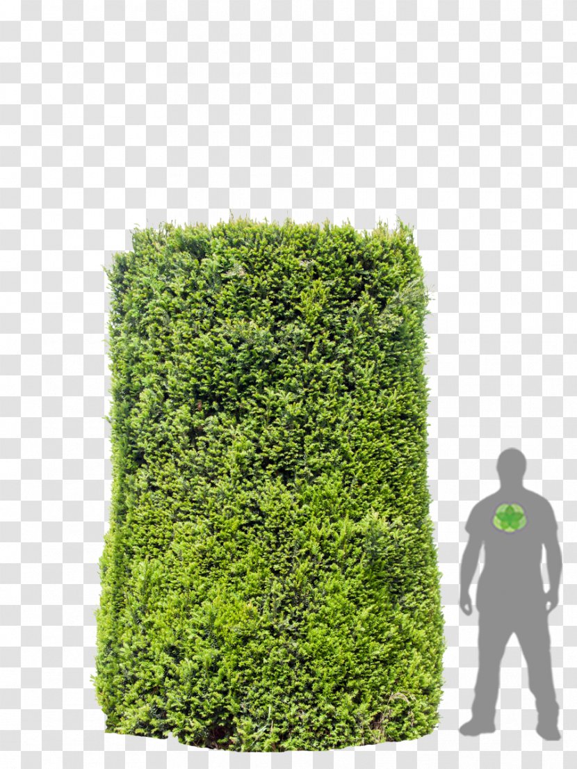 Hedge Shrub Tree - Taxus Transparent PNG