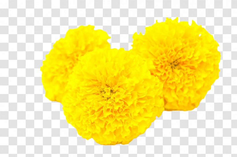 Calendula Officinalis Mexican Marigold Flower Yellow Toran Transparent PNG