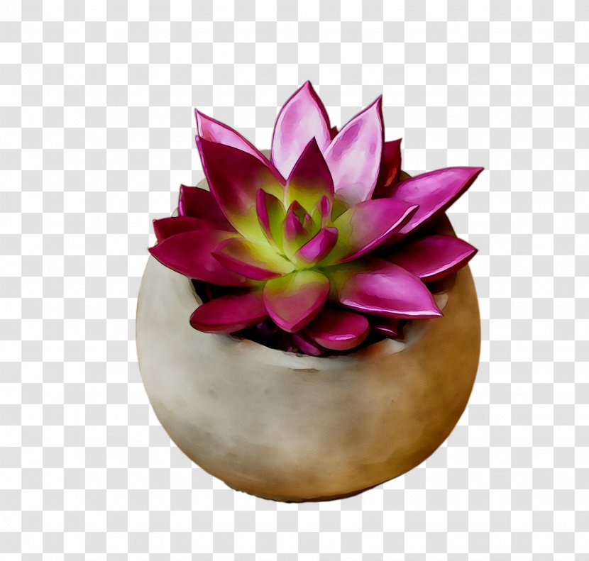 Purple Cut Flowers - Water Lily Transparent PNG