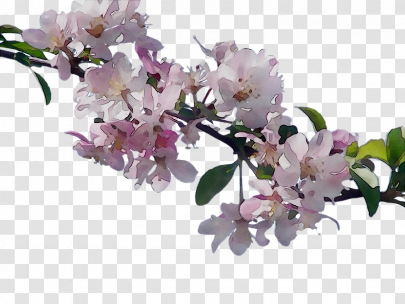 Cherry Blossom ST.AU.150 MIN.V.UNC.NR AD Flowering Plant Cherries - Tree - Cut Flowers Transparent PNG