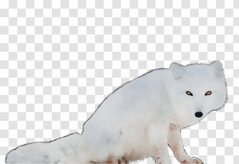 Arctic Fox Bear Fur Whiskers Fauna Transparent PNG