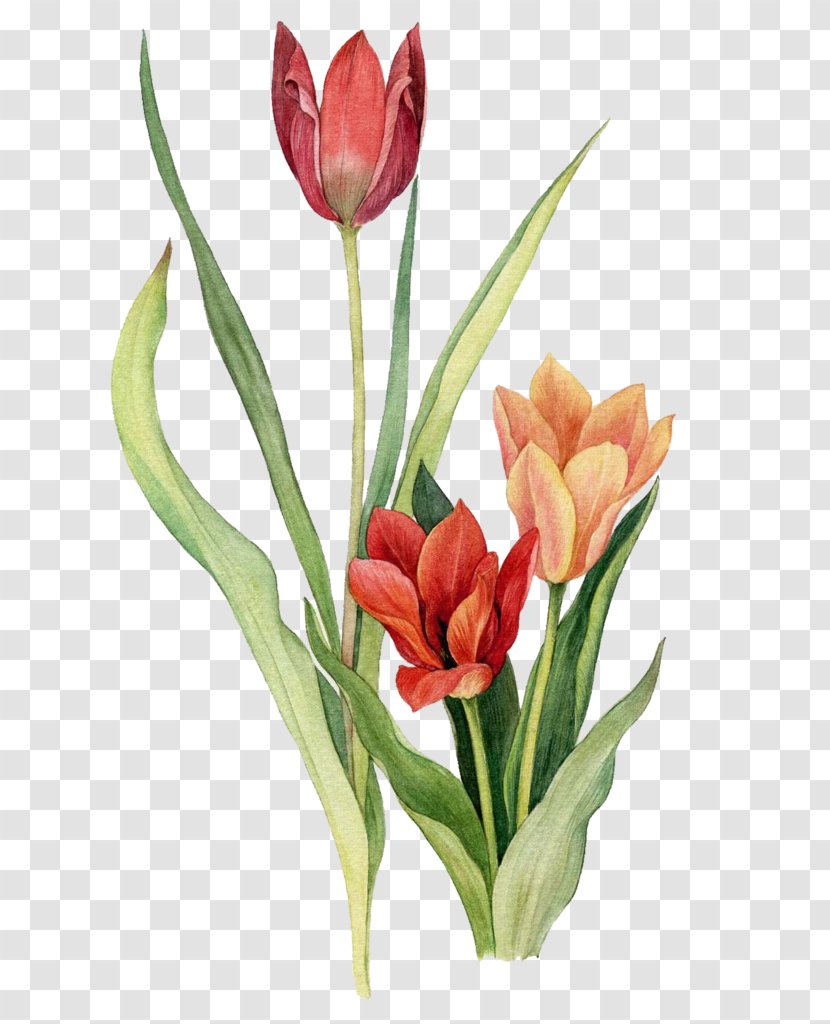 Tulip Watercolor Painting Floral Design Flower - Lily Transparent PNG