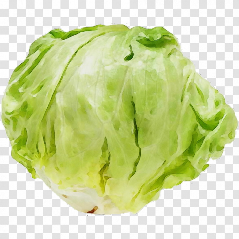 Romaine Lettuce Cabbage Lettuce Transparent PNG