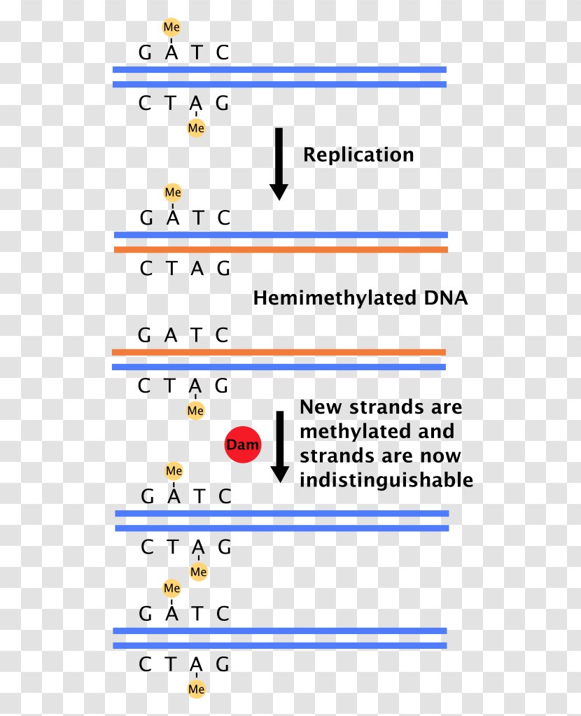 DNA Replication Dam Methylase Methylation Mismatch Repair - Molecular Biology - Methylated Dna Immunoprecipitation Transparent PNG