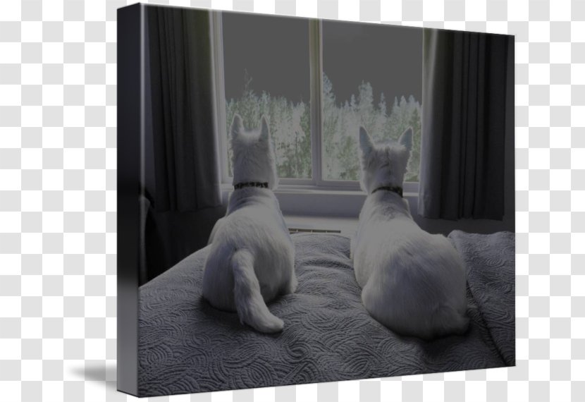 Whiskers Kitten Gallery Wrap Canvas Photography - Carnivoran Transparent PNG