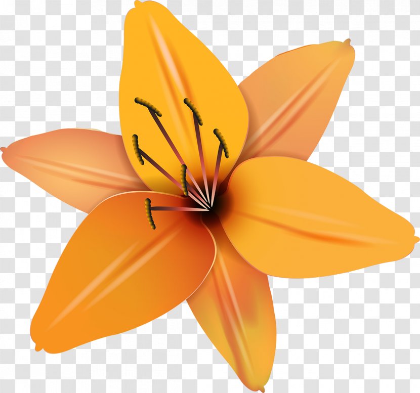 Flowering Plant Petal Lily M - YELLOW Transparent PNG